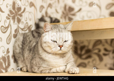 Grigio maculato gatto con gli occhi gialli scozzese sta dritto su gradini in legno Foto Stock