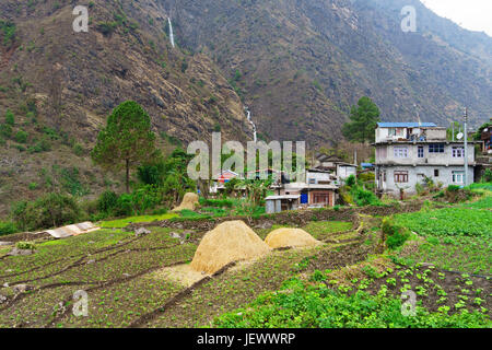 Campi agricoli in Ghermu, Lamjung distretto, Nepal. Foto Stock