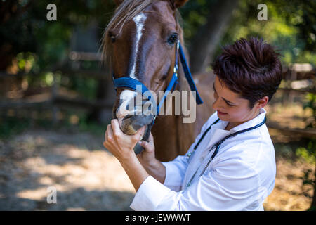 Ritratto di donna vet esaminando i cavalli denti Foto Stock