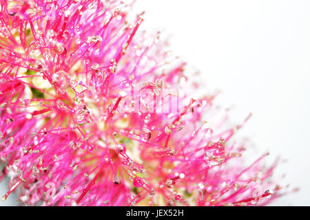 Epsom Surrey, Regno Unito. Il 28 giugno 2017. Le gocce di pioggia catturato sul brillante rosso dei fiori della pianta australiana Callistemon, comunemente noto come scovolino da bottiglia. Foto Stock