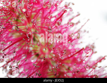 Epsom Surrey, Regno Unito. Il 28 giugno 2017. Le gocce di pioggia catturato sul brillante rosso dei fiori della pianta australiana Callistemon, comunemente noto come scovolino da bottiglia. Foto Stock