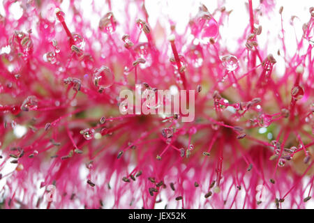 Epsom Surrey, Regno Unito. Il 28 giugno 2017. Le gocce di pioggia catturato sul vivid fiori rosa dell'impianto australiano Callistemon, comunemente noto come scovolino da bottiglia. Foto Stock