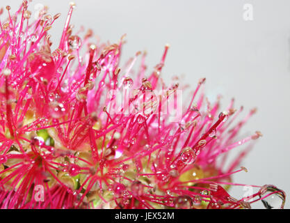 Epsom Surrey, Regno Unito. Il 28 giugno 2017. Le gocce di pioggia catturato sul brillante rosso dei fiori della pianta australiana Callistemon, comunemente noto come scovolino da bottiglia. Foto Stock