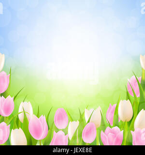 Molla di pastello tulipani confine Foto Stock