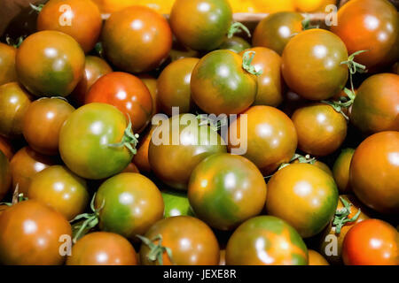 La nuova varietà di pomodoro con frutti con striature di colore verde brillante in contrasto al rosso. Cestello riempito con un sacco di pomodori. Foto Stock