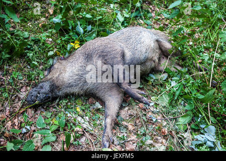 Dead Wild Boar Sus scrofa che giace nei boschi, peste suina Repubblica Ceca, Europa Foto Stock