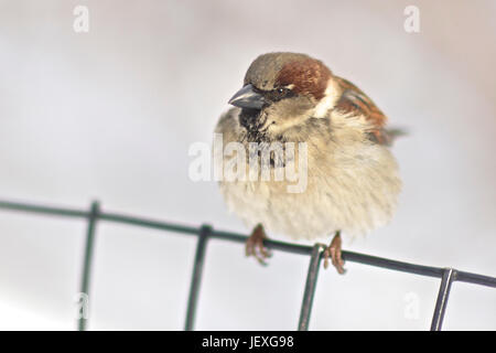 Un passero che poggia su una recinzione in Central Park all indomani della tempesta di neve Juno. Foto Stock