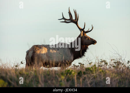 Tule elk bull in Point Reyes National Seashore, STATI UNITI D'AMERICA Foto Stock