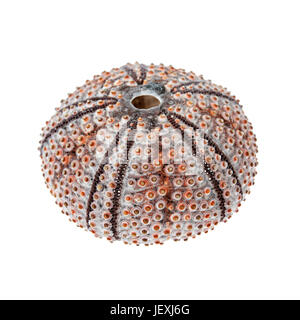 Uno dei ricci di mare scheletro o guscio close up isolati su sfondo bianco Foto Stock