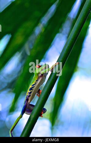 Un rosso eyed raganella, Agalychnis callidryas, poggia su una foglia a Tortuguero National Park. Foto Stock