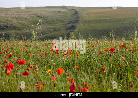 West pentire vicino a Newquay in Cornovaglia Regno Unito. campo di papavero e paesaggio rurale scena con n. di persone all'esterno. Foto Stock