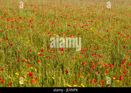 West pentire vicino a Newquay in Cornovaglia Regno Unito. campo di papavero full frame. Foto Stock