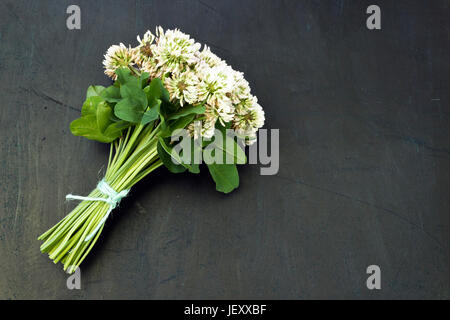 Trifoglio bianco (Trifolium repens) in un mazzo di fiori su sfondo scuro Foto Stock