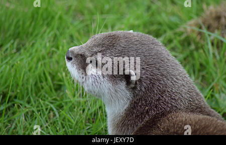 Lontra asiatica - Scottish Centro Cervo, Cupar, prua di Fife, Scozia Foto Stock