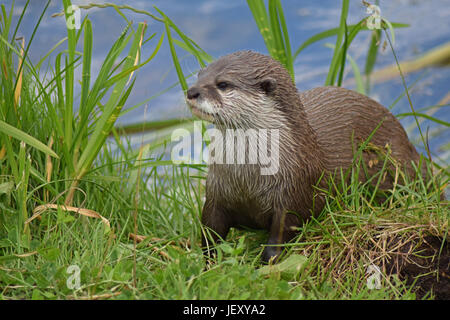 Lontra asiatica - Scottish Centro Cervo, Cupar, prua di Fife, Scozia Foto Stock