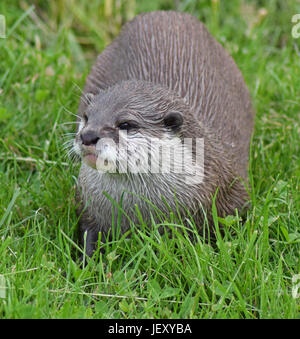 Lontra asiatica - Scottish Centro Cervo, Cupar, prua di Fife, Scozia Foto Stock