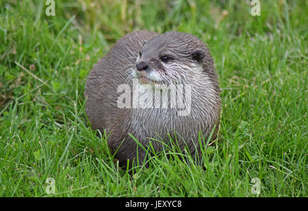 Lontra asiatica - Scottish Centro Cervo, Cupar, prua di Fife, Scozia Foto Stock