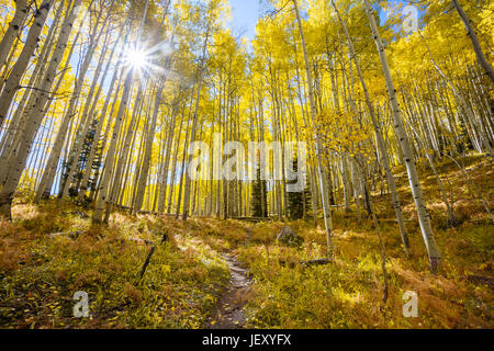 Sunburst in autunno attraverso un Aspen Grove lungo Kebler passano in Colorado Foto Stock