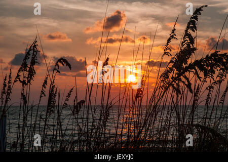 Erba di mare sulle dune di sabbia al tramonto lungo la spiaggia di Captiva Island, Florida Foto Stock