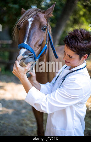 Ritratto di donna vet esaminando i cavalli denti Foto Stock