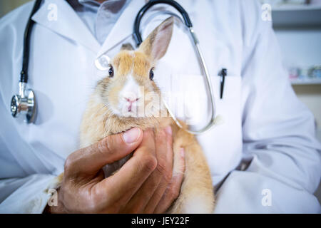 Chiudere fino a un coniglio su bracci di veterinari Foto Stock