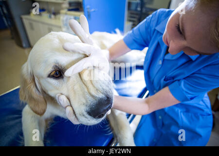 Chiudere fino a una donna vet esaminando un cane Foto Stock