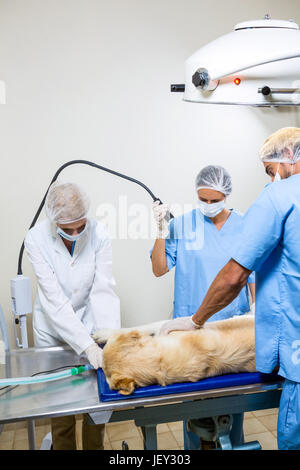 Tre i veterinari operanti sul cane Foto Stock