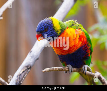 Ritratto di pappagallo - Rainbow Lorikeet Foto Stock