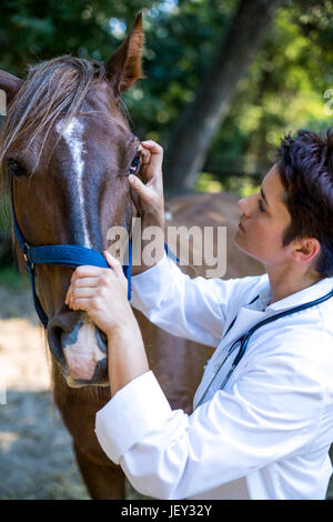 Ritratto di donna vet esaminando i cavalli eye Foto Stock