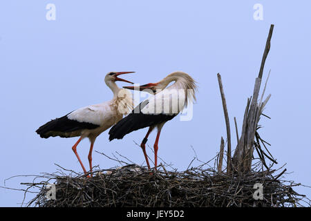 Cicogna bianca nel nido Foto Stock