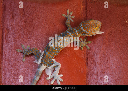 Muta gecko fuori la vecchia pelle sulla parete Foto Stock