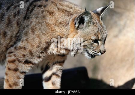 Circa due volte più grandi come i gatti domestici, un bobcat (lynx rufus) emerge da alcuni spazzola in un piccolo zoo. Wheaton, Illinois, Stati Uniti d'America. Foto Stock