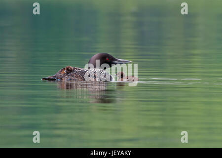 Loon comune con due pulcini, uno cattura un giro Foto Stock