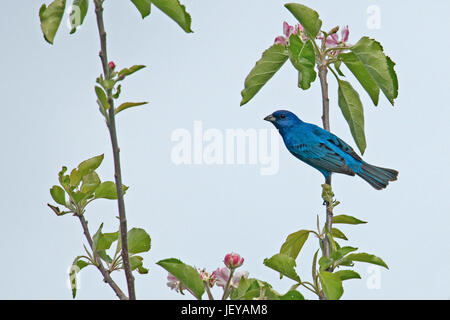 Indigo Bunting maschio su blooming apple levetta ad albero Foto Stock