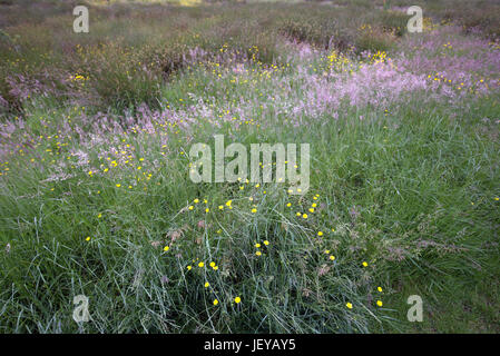 Scottish wild meadow erba lunga e renoncules naturale di campo Foto Stock