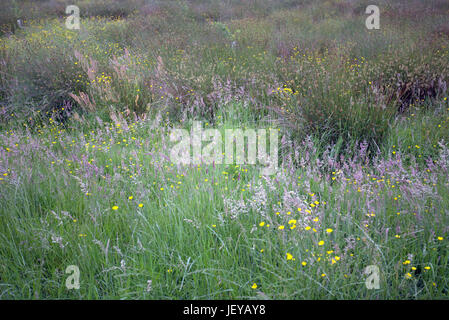 Scottish wild meadow erba lunga e renoncules naturale di campo Foto Stock