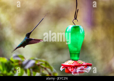 Una lunga fatturati hummingbird con linguetta proteso in volo per alimentare nei pressi di Salento, Colombia. Foto Stock