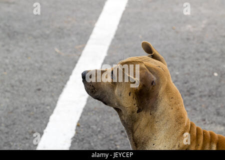 Cane giocando al di fuori di sorrisi. Foto Stock