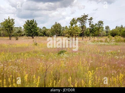 Galium verum, noto anche come lady's bedstraw o bedstraw giallo e i fiori di camomilla nel prato in corrispondenza del bordo della foresta, alla fine della primavera Foto Stock