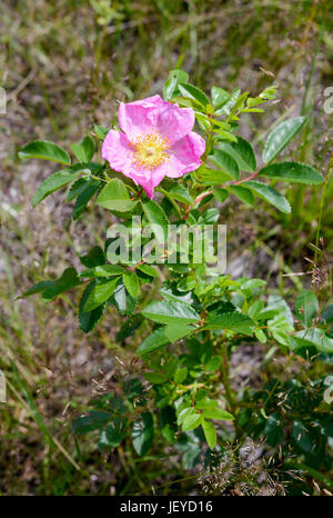 Una bella Rosa rubiginosa, noto anche come briar rose, rosa canina, Sweet Briar, sweetbriar rose, sweet brier, rosa anca o eglantine, sotto la calda primavera su Foto Stock