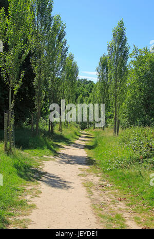 Viale di alberi di pioppo su il castello di Sissinghurst station wagon, Kent, England, Regno Unito Foto Stock