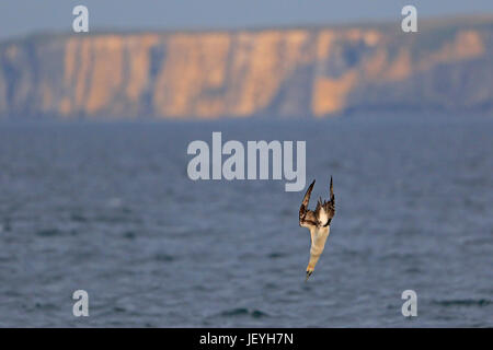 Adulto Northern Gannet immersioni per pesce a Filey Brigg Yorkshire Foto Stock