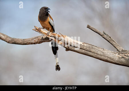 Rufous Treepie su un ramo chiamando / cantando Foto Stock