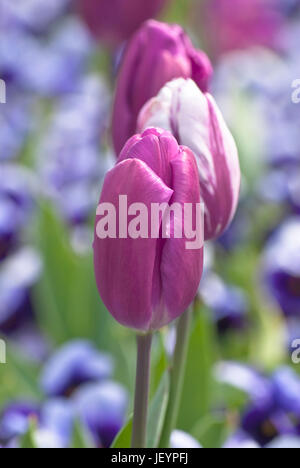 Tre tulipani rosa in una fila con viola e bianco pansies in soft focus in background. Foto Stock