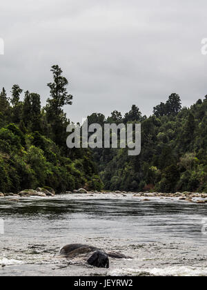 Whakapapa River a Owhango. Che scorre nel letto di boulder attraverso la foresta nativa su ripidi pendii del River Gorge, Tongariro foresta, Distict Ruapehu, New Zealan Foto Stock