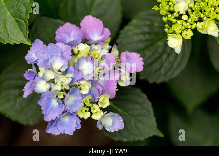 Late bloomers Foto Stock