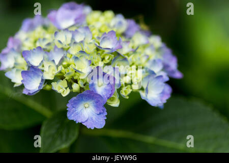 Late bloomers Foto Stock