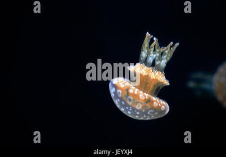 Avvistato Jelly (Mastigias papua) Foto Stock