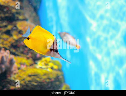 Il giallo butterflyfish longnose ((Forcipiger flavissimus) o il forcipe butterflyfish. Foto Stock