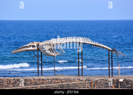 Balena scheletro di mammifero Foto Stock